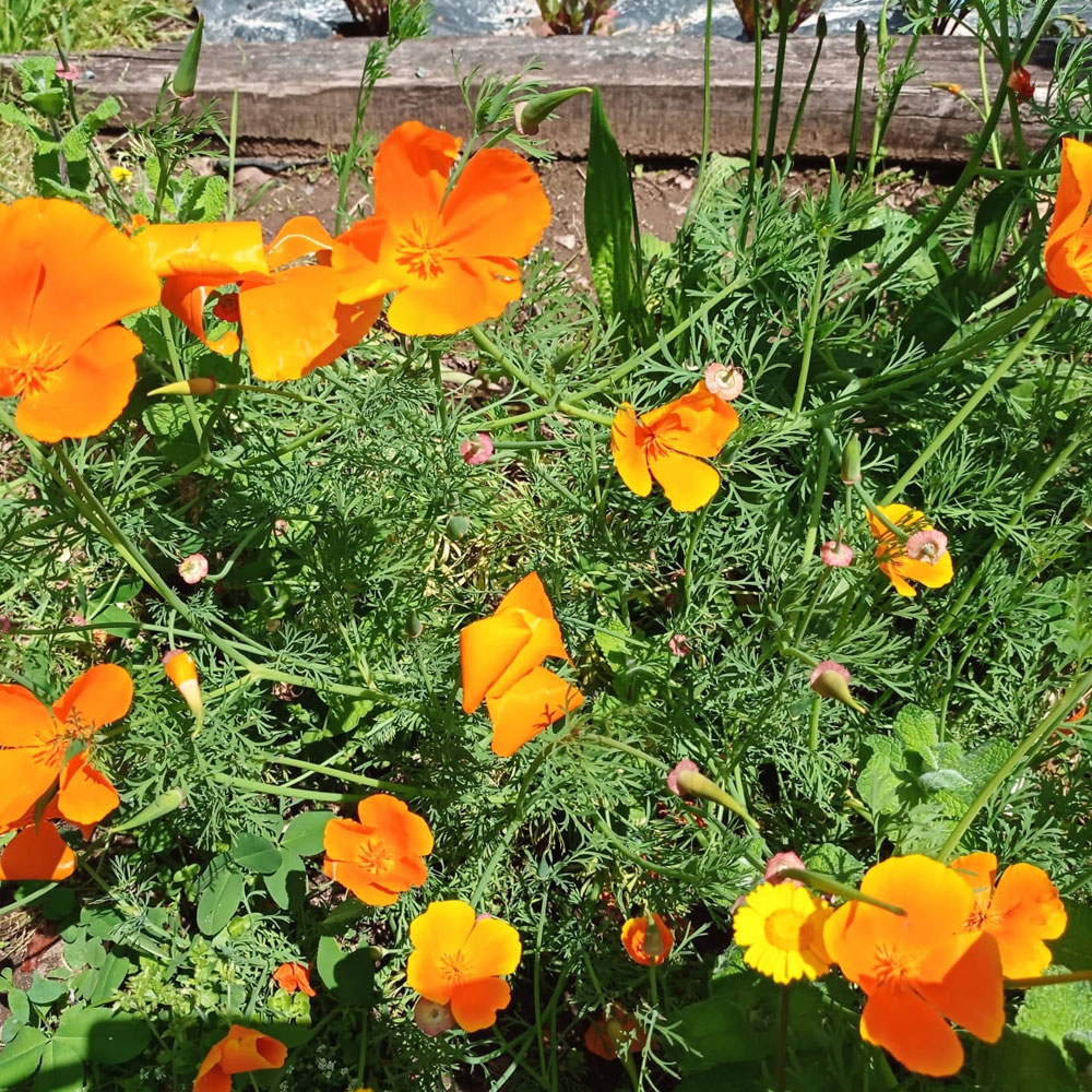 O Corzzon Alojamiento rural para peregrinos en O Porriño Pontevedra O Corzzon Alojamiento rural para peregrinos en O Porriño Pontevedra